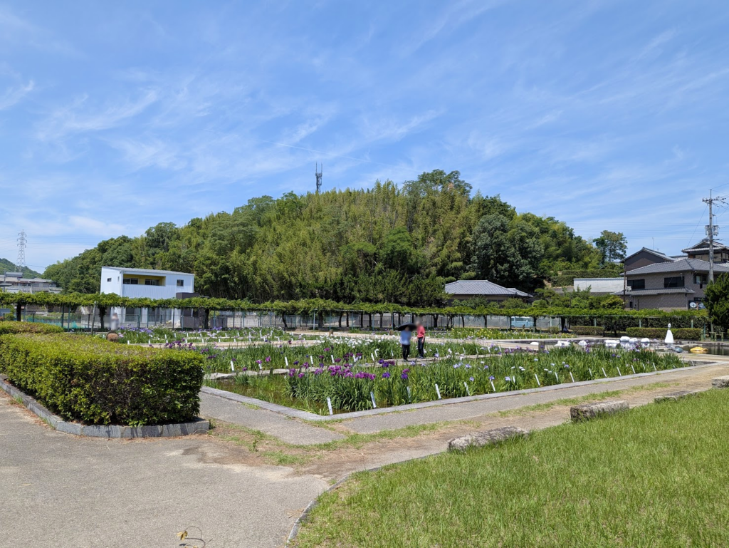 坂出市 かわつ花菖蒲園